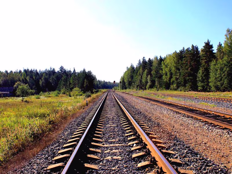Árbol del Tule, Oaxaca — el árbol más ancho del mundo