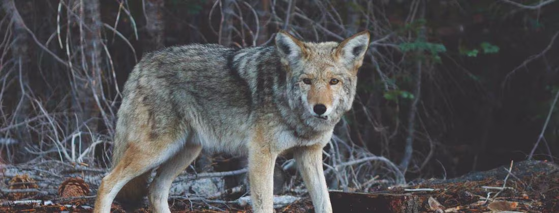 Mérida, Yucatán — Paseo de Montejo en hora dorada tropical