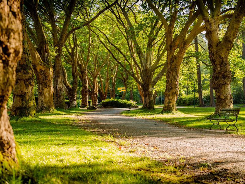 Amanecer Sierra Norte Oaxaca — mar de nubes sobre los valles