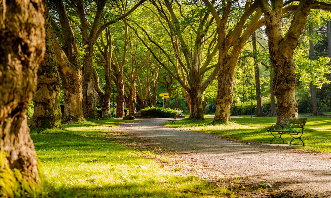Cuajimoloyas Sierra Norte Oaxaca — sendero entre bosque de niebla